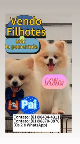 Vendo filhotes de Lulu pomerânia