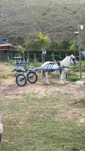 Pônei engatado 