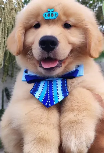 Ursinhos Golden Retriever disponível 