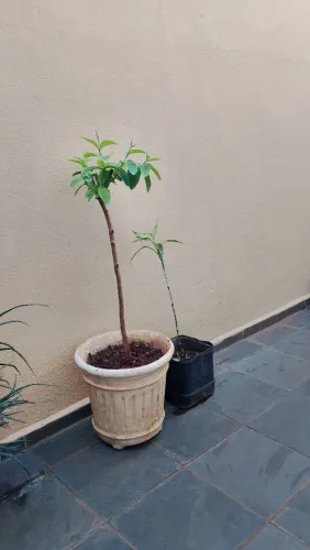 Muda de Goiaba