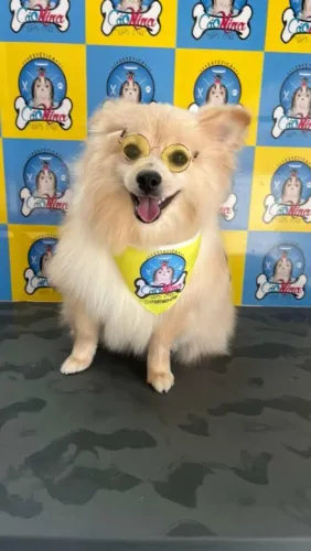 Vende-se lulu da pomerânia