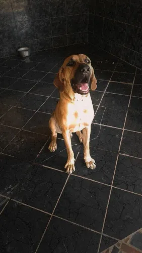 Vendo Filhote Fila Brasileiro Legitimo