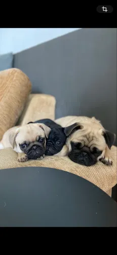Filhote PUG