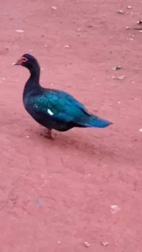 Aves