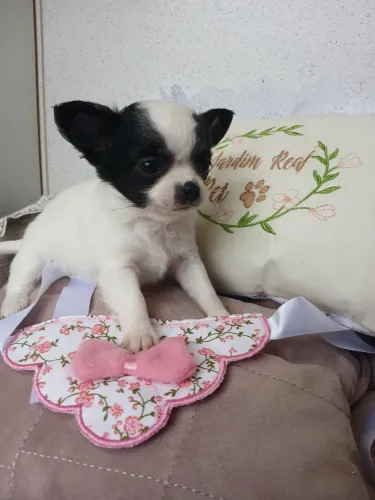 Chihuahua Fêmea pêlo longo.Linda!Entrega dia 21/7