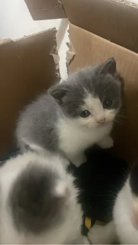 Gatinhos persa mestiço 