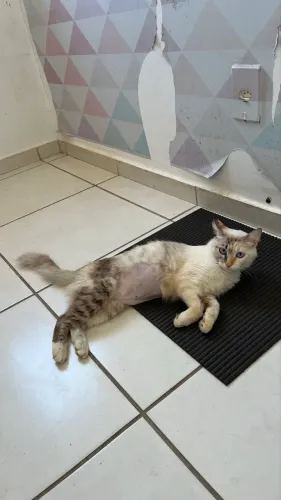 Gatinha castrada adoção