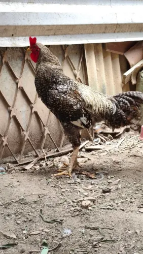 Galo
