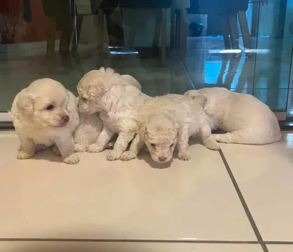 Filhote Poodle 
