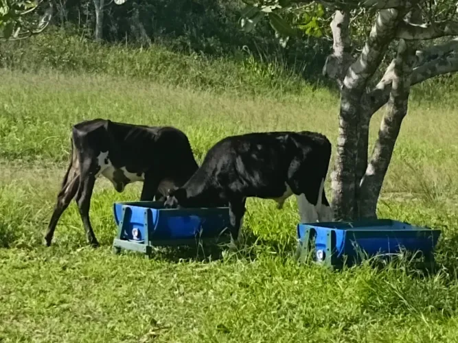Casal de bezerros 