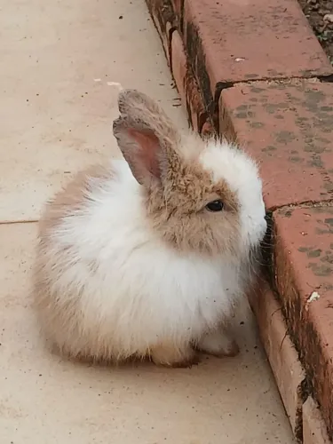 Coelho
