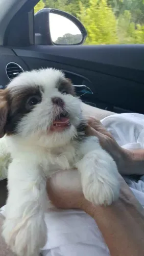 Filhote shih tzu, Os companheiros mais leais