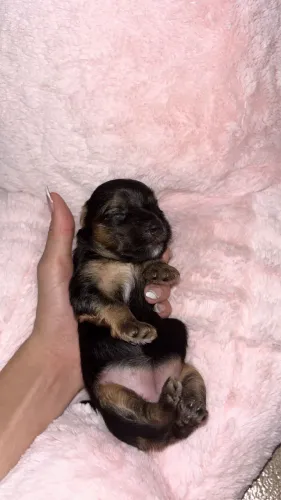 Yorkshire micro 