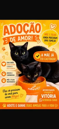 Gato para doaçao