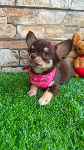 CHIHUAHUA fêmea e macho chocotan