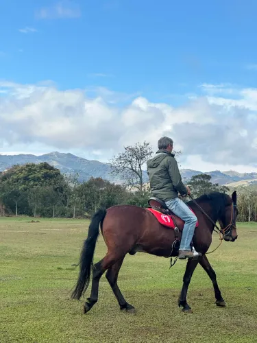 Cavalo Mangalarga