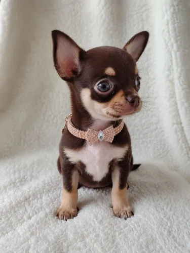 Chihuahua