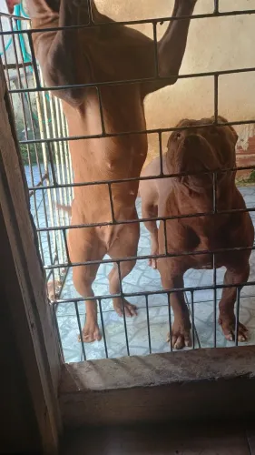 Vende-se casal de Pit monster 
