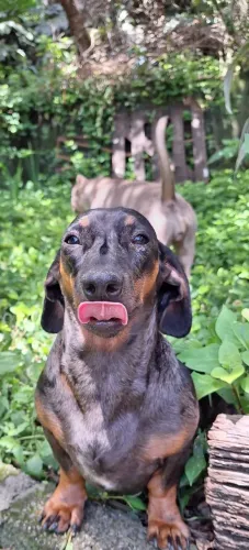 Dachshund 02 filhotes 100%puros