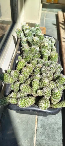 Cacto Dedo-de-dama