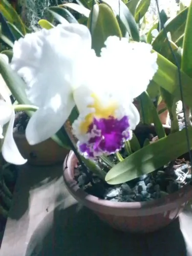 Orquídea 