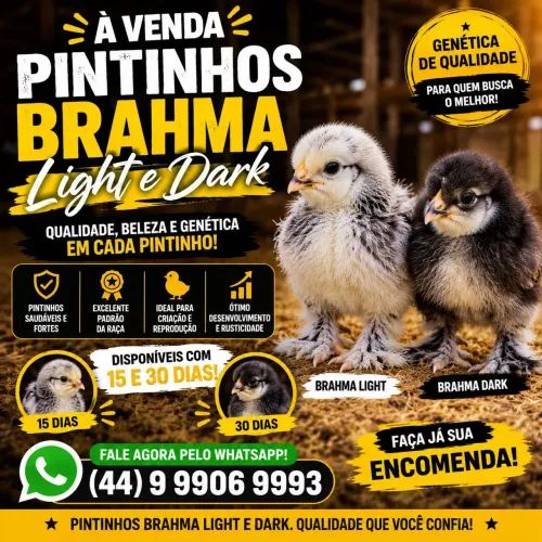 PINTINHOS BRAHMA LIGHT E DARK À VENDA!
