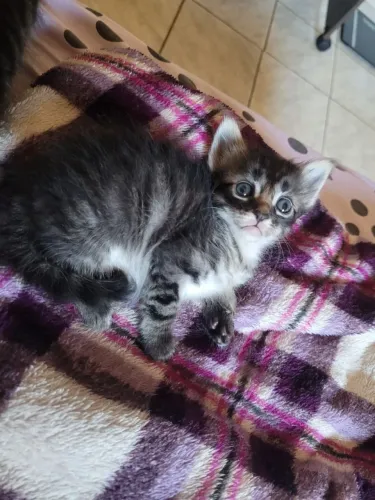 Doação De Gatinhos
