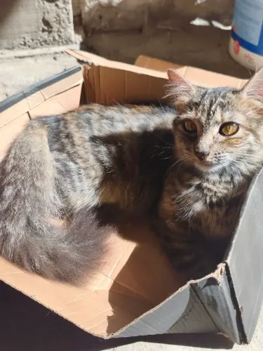 Doa-se gatos resgatados
