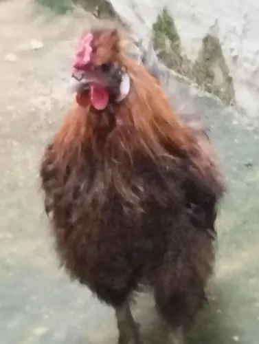 GALO DA RAÇA SEDOSA