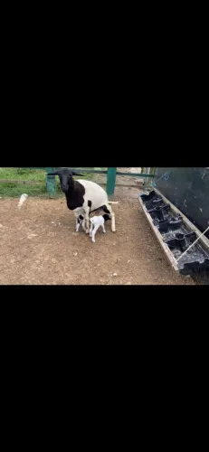 Ovelha paridas