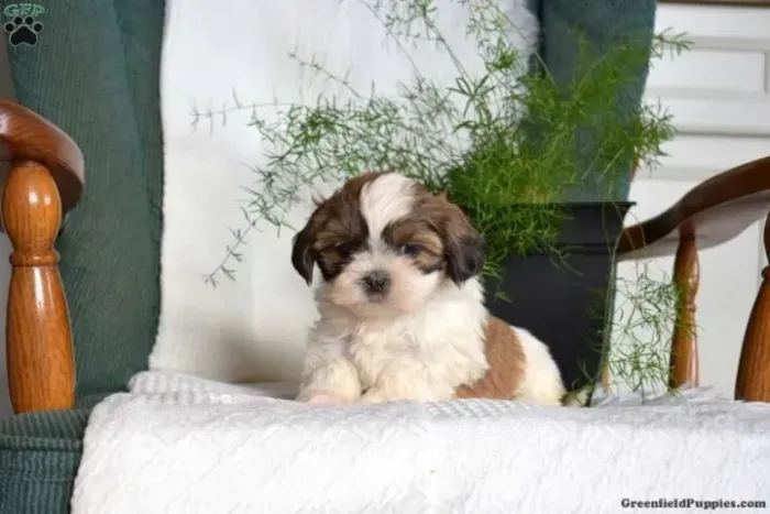 ?Elegância que late.?