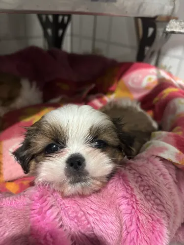 Shihtzu machos