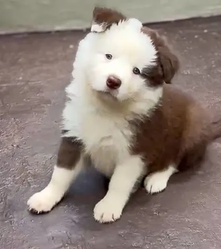 Filhotes de Border Collie marrom com branco.