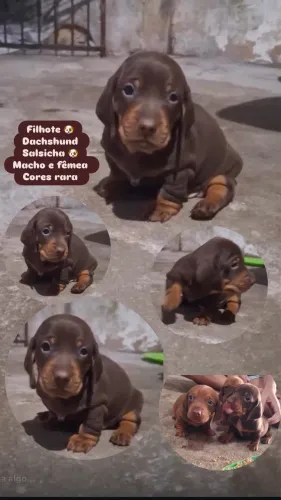 Dachshund salsicha macho e fêmea cor rara 