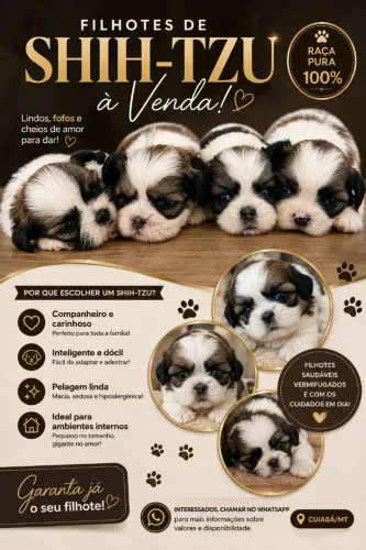 Filhotes de Shitzu a venda!