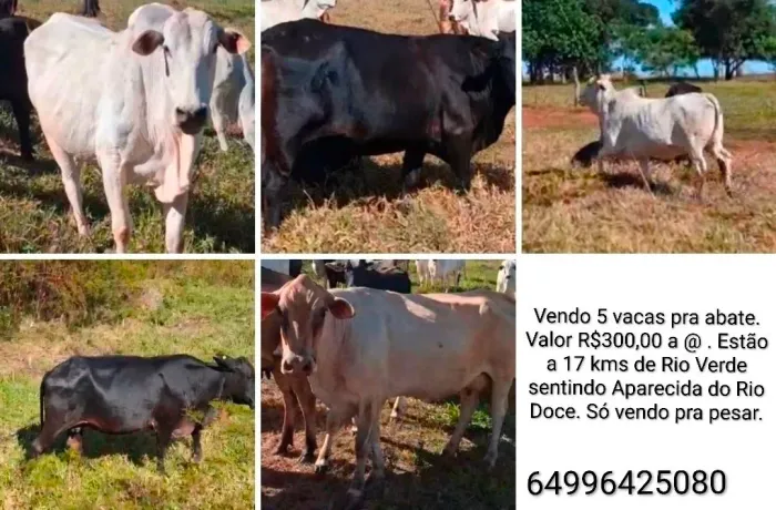 Vacas pra abate em Rio Verde Go