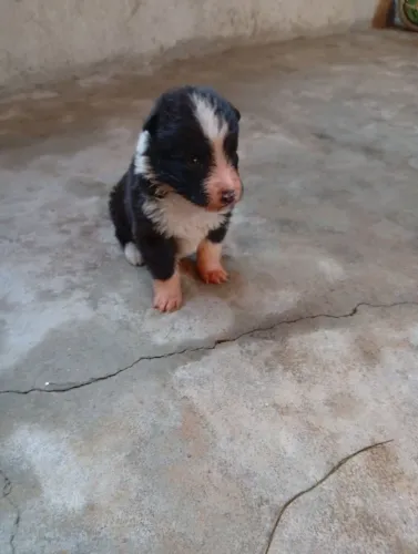 Filhote de border Collie