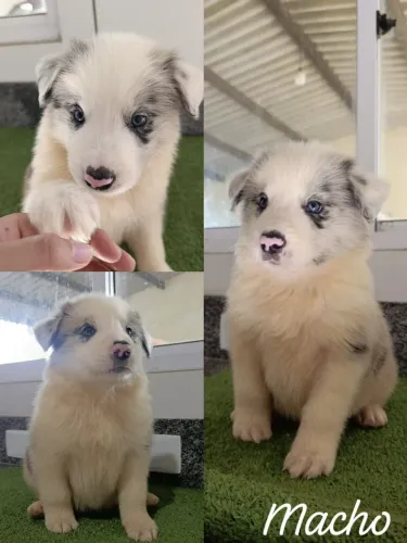 Border Collie - Machos e Fêmeas disponíveis!