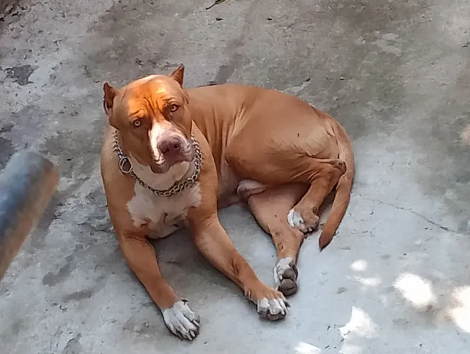 Pitmonster macho adulto para doação