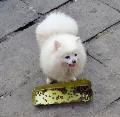 Spitz alemao femea branca 2 anos