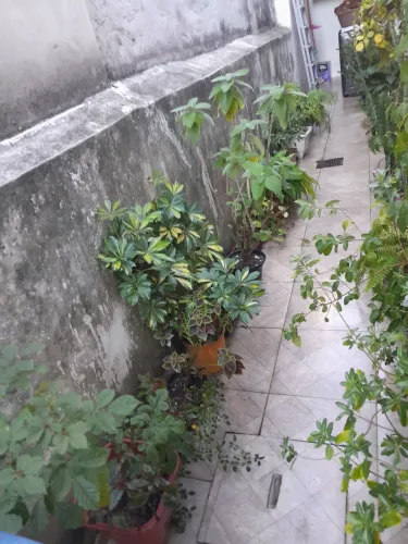 Doa se várias plantas