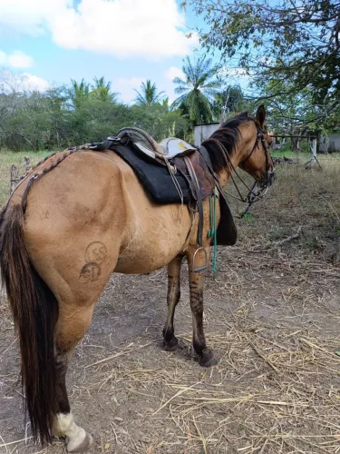 Cavalo manso