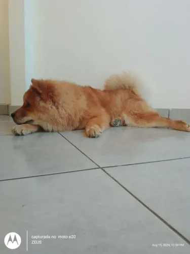 Zeus: Zeus - Chow Chow Americano Puro - Macho