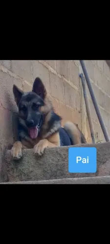 Filhote de Pastor-alemão puros 