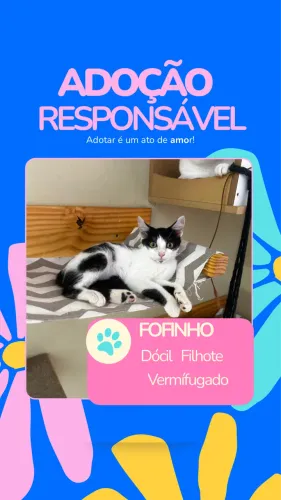 Doação segura do bebê gatinho