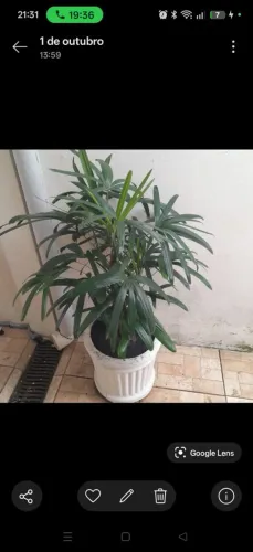? VENDE-SE PLANTA ORNAMENTAL ?