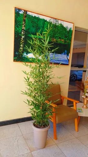 Bambú Mossô  Completo no vaso !!