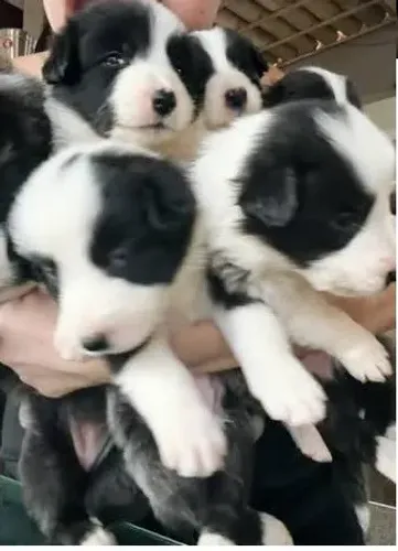 BORDER COLLIE ENTREGO E PODE RETIRAR PEÇA MAIS FOTOS  99839-I346