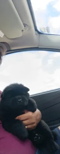Vendo filhote da raça Chow Chow