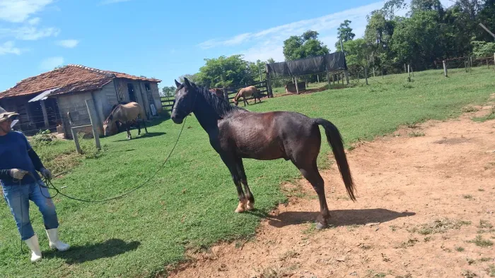 Cavalo